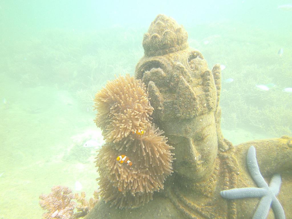 Séjour chez l'habitant Biorock & Dive Center Pemuteran