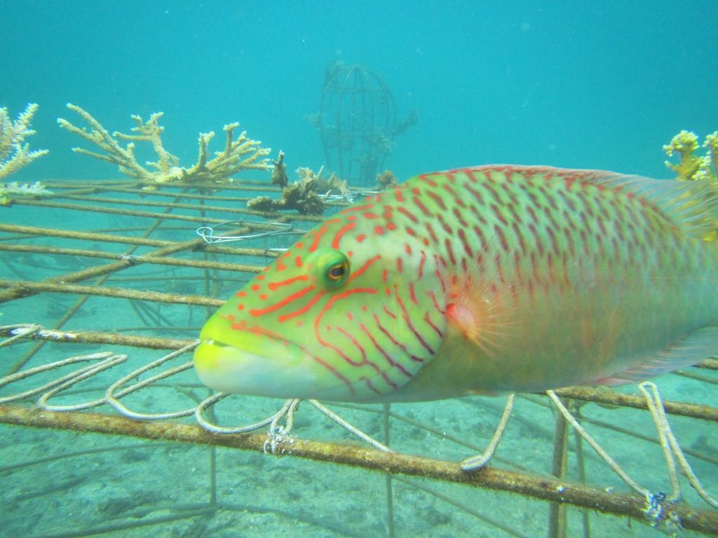 Séjour chez l'habitant Biorock & Dive Center *