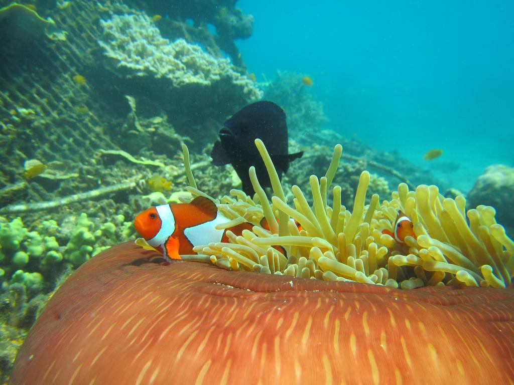Séjour chez l'habitant Biorock & Dive Center Pemuteran