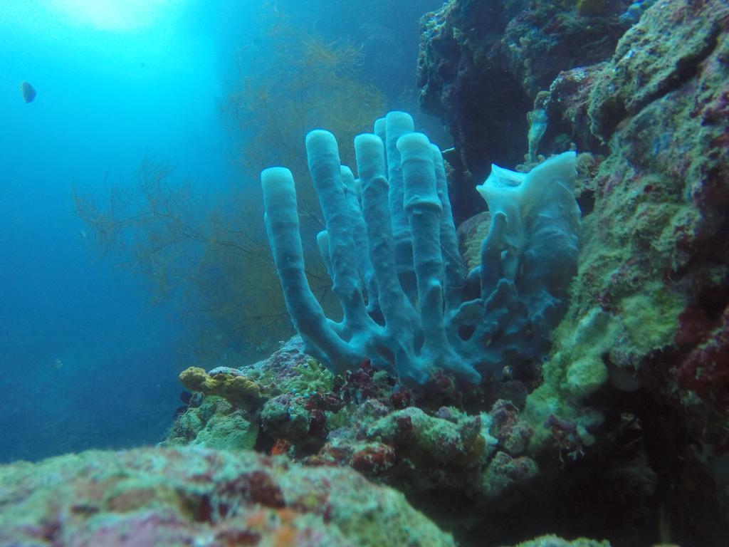 Séjour chez l'habitant Biorock & Dive Center