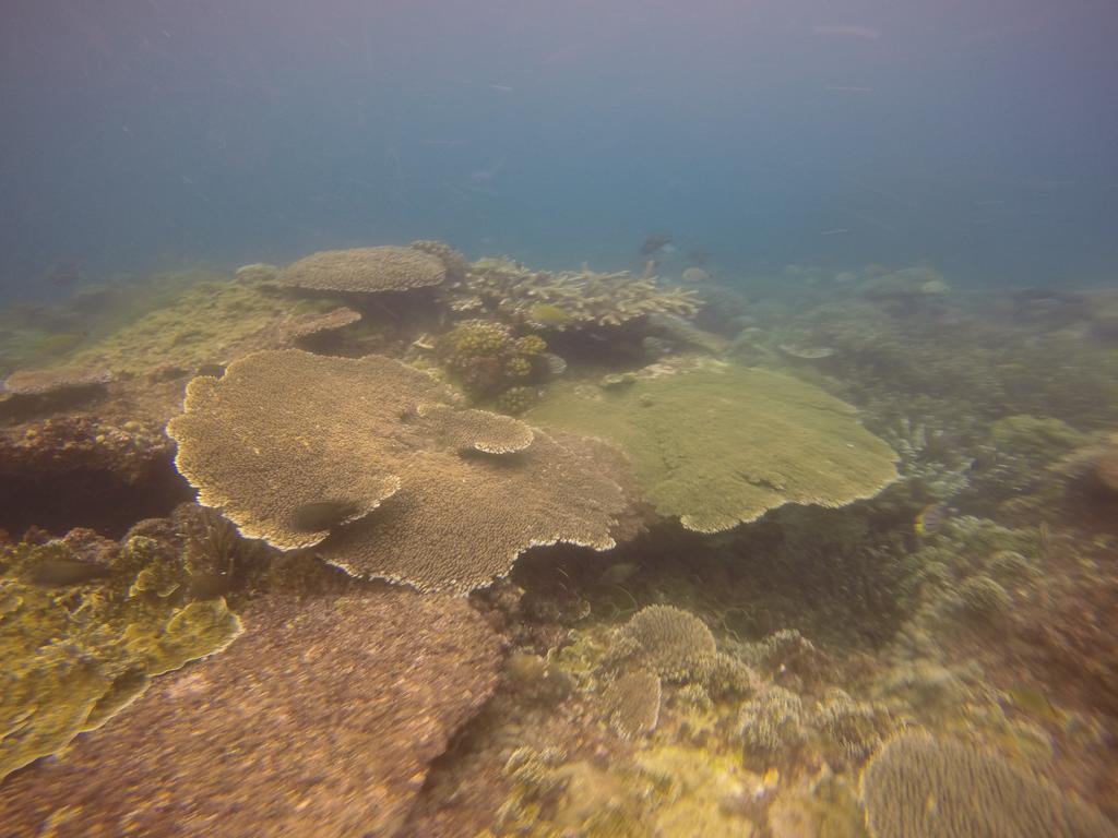 Séjour chez l'habitant Biorock & Dive Center *