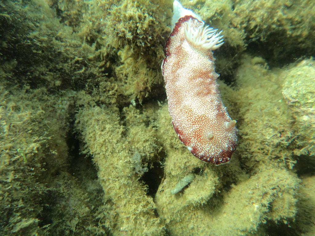 Séjour chez l'habitant Biorock & Dive Center *