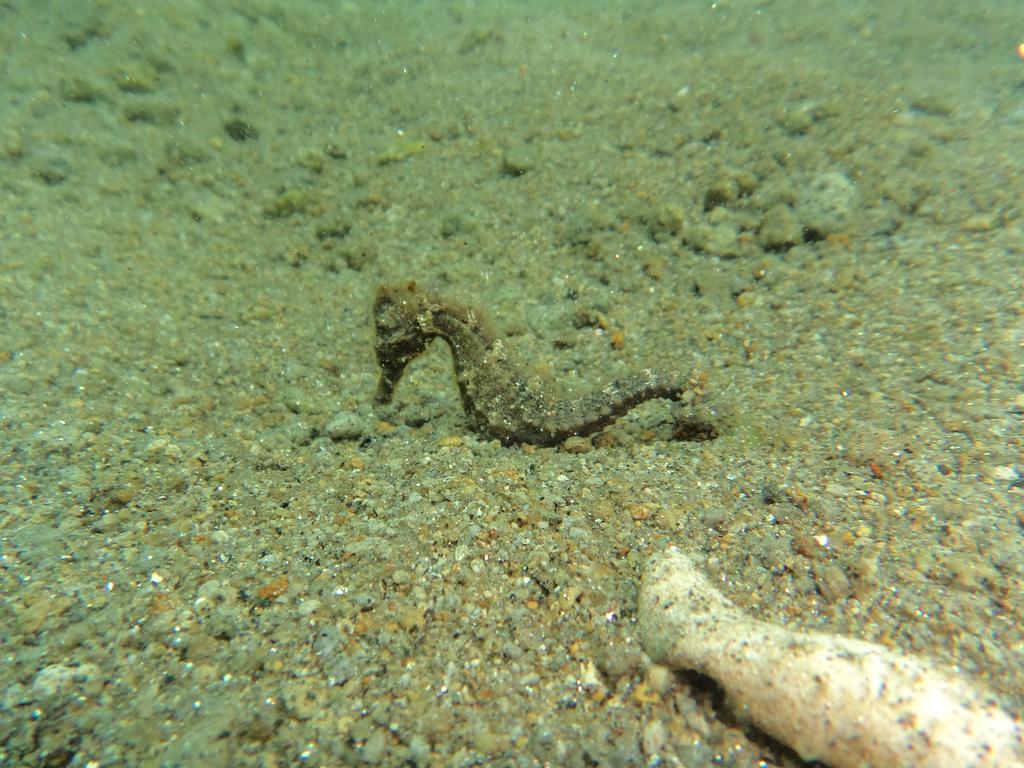 Biorock & Dive Center Pemuteran