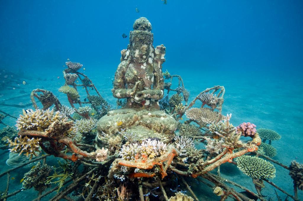 Séjour chez l'habitant Biorock & Dive Center Pemuteran